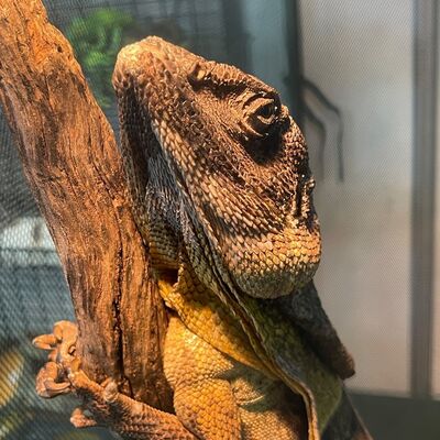 Attention Adelaideans... and Lizard Lovers! 📣⁠
⁠
Are you ready to elevate your lizard-keeping game? Make sure you swing by the Pop-up Chameleon stand at our upcoming Pet Show! 🦎⁠
⁠
Discover the ultimate solution with their fully enclosed pop-up enclosures: portable, quick, and convenient for indoor or outdoor use. 🌿 Made from UV-stabilised mesh netting, they offer security and breathability for your reptile pals.⁠ 🤗⁠
⁠
Designed with reptiles in mind, the Pop-up Chameleon enclosures are also suitable for cats and small dogs for caravan or camping trips when space is an issue! ⛺️⁠
⁠
Join us at our Adelaide Pet Show on the 18th & 19th of May at the Adelaide Showgrounds and experience the convenience and innovation of @popupchameleon firsthand. 🤩⁠
⁠
Don't miss out! 🎉 Grab your tickets now via link in our bio!⁠
⁠
⁠
.⁠
.⁠
.⁠
.⁠
.⁠
#petshowaustralia #thepetshow2024 #petexpo #petlovers #furfamily #petcare #peteducation #animallovers #petproducts #petcommunity #petfun #petfriendly #petowners #petevent #pettraining #petentertainment #pethappiness #petrescue #petsupplies #petlife #petadoption