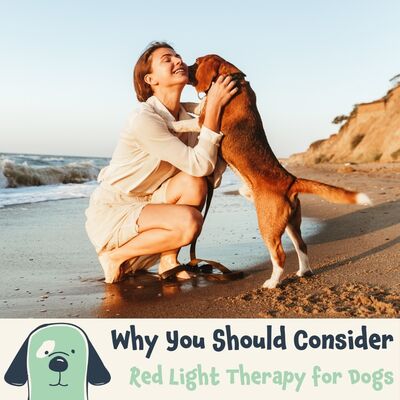 For every dog owner, the health and wellbeing of their furry companion is paramount. In the ever-evolving world of pet wellness, Red Light Therapy (RLT) is emerging as a promising solution for many. Whilst it was originally found beneficial for humans, RLT has swiftly made its way into the realm of canine health, and the results are noteworthy! 🙌⁠
⁠
If you're considering an alternative, non-invasive treatment for your pet, this article delves into why Red Light Therapy could be your answer. However, it's always wise to have a discussion with your veterinarian before introducing any new treatments. ❤️⁠
⁠
Here's to healthier, happier days with our canine buddies! 🐶⁠
⁠
To read the full article, click on the link in our bio.⁠