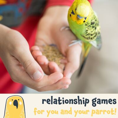 Do you and your parrot have a ‘love/hate’ relationship? Perhaps you’ve just acquired them and want to start off on the right 'wing'? 🦜⁠
⁠
Maybe you are just looking for fun ways to interact with your parrot that isn't just training or 'cuddling'...⁠
⁠
This article provides some neat and simple ways to build a strong relationship with your parrot companion. 💛⁠
⁠
To read the full article, click the link in our bio.