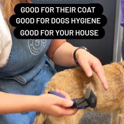 Calling all fur parents! 🐱🐶 ⁠
⁠
Did you know that giving your furry friend some extra TLC and regular refureshing can help you say goodbye to those never-ending fur tumbleweeds? 🌪️✂️ ⁠
⁠
Introducing the revolutionary @Refuresh_australia deshedding brushes, designed to remove loose fur, reduce shedding and keep your furry friend's coat healthy and your home cleaner than ever! 🏡 And guess what, they come with a game-changing ejection button! 🤩⁠
⁠
Elevate your cleaning game with @refuresh_australia, the ultimate solution to keep your house fur-free and your sanity intact. ⁠🙌 ⁠
⁠
You can catch the Refuresh team at The Pet Show in Melbourne for some live demonstrations in the Refuresh Groom Town and don't forget to visit their stand to explore their pawsome range of products! ⁠
⁠
⁠⁠📅 Saturday 13 & Sunday 14 April⁠
🕜 10am - 4pm⁠
📍 Melbourne Showgrounds, Ascot Vale⁠
⁠
Grab your tickets NOW 👉 at link in bio.⁠
⁠
.⁠
.⁠
.⁠
.⁠
.⁠
#furfreeliving #refureshyourlife #petshow #petshowaustralia #petexpo #doglover #catlover #petlover #petshowextravaganza #petgrooming #furbaby #petproducts #FurFreeHome