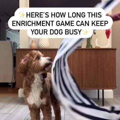 What a fun way to entertain your pup! If you try this with your fur baby, let us know how you go! 🐾⁠
⁠
📹️ that.dood.knox 🐶⁠
⁠
#dogenrichment #puppyenrichment #dogenrichmentactivities #dogenrichmentideas #puppytips #gamefordogs #goldendoodlepuppy #goldendoodle #dogmumlife #petshowaustralia #doglover #petlover #thepetshow